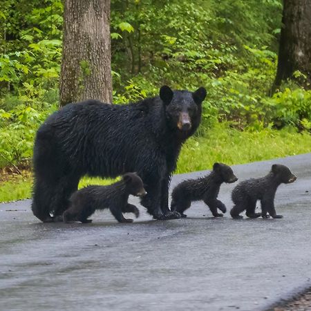 Time To Cuddle, Wifi, Near Pigeon Forge, 1089 Free Tickets Each Paid Day, Dollywood And More エクステリア 写真