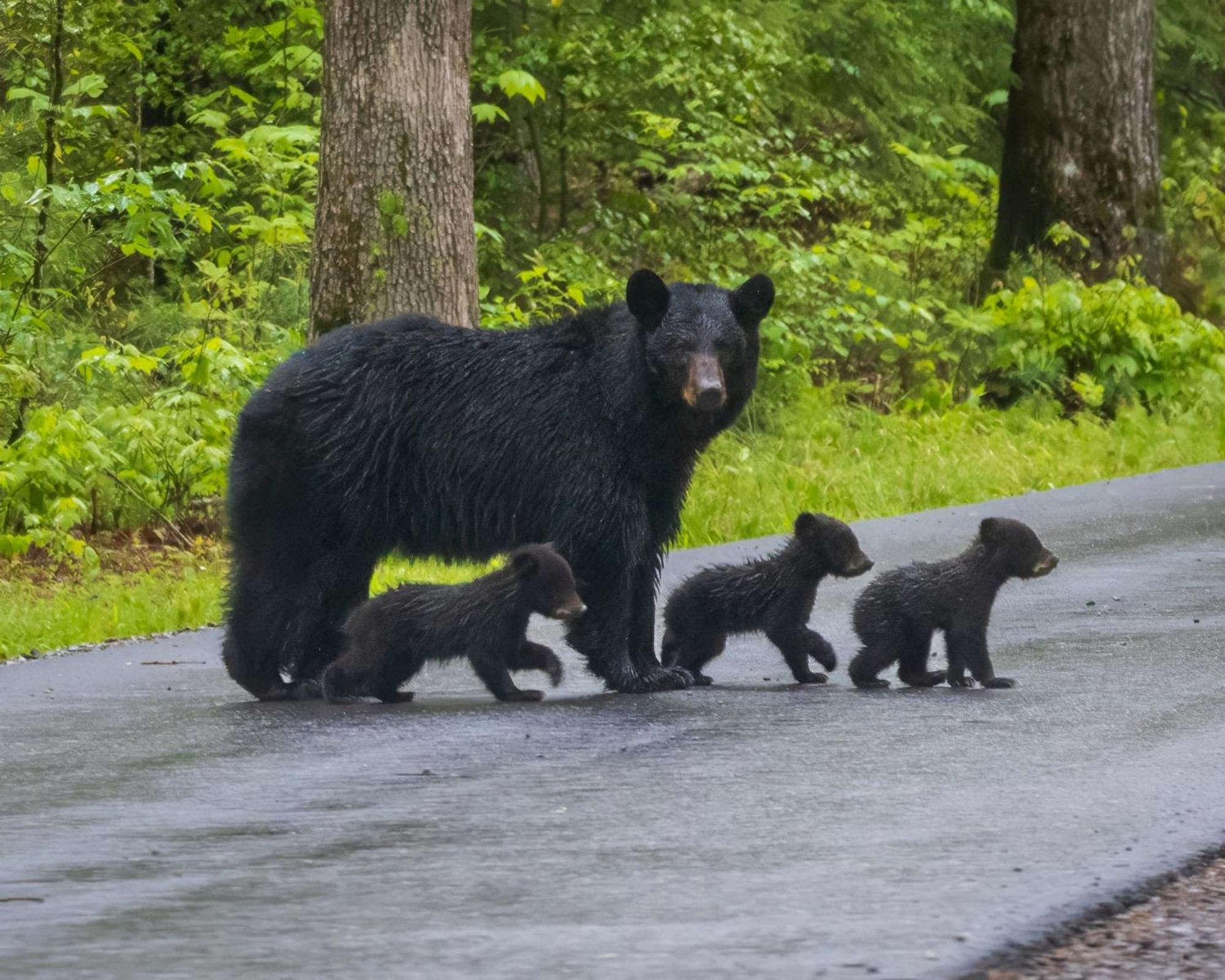 Time To Cuddle, Wifi, Near Pigeon Forge, 1089 Free Tickets Each Paid Day, Dollywood And More エクステリア 写真